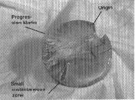 figure12.gif (34525 bytes)